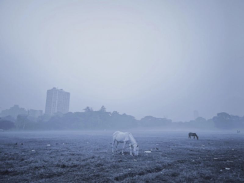 Contrast of Calm Nature and the City of Kolkata
