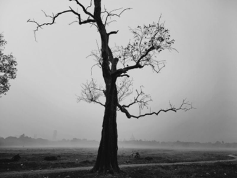 Eulogy to a Tree at Maidan, Kolkata