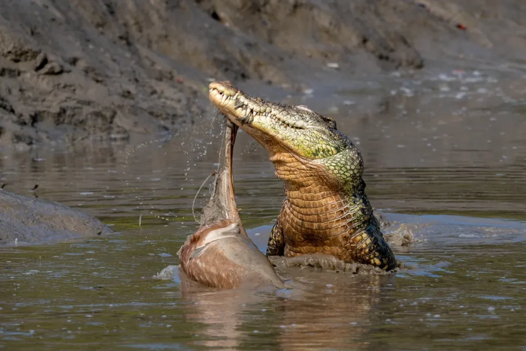 3 Croc Tearing Deer Carcass
