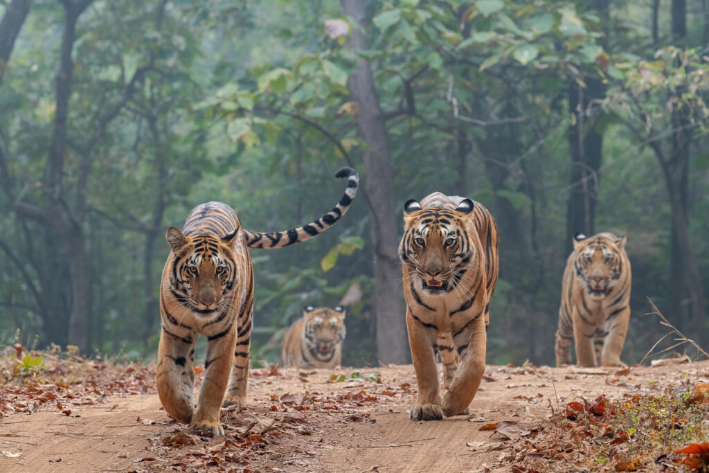 Head on Raodshow at Satpura